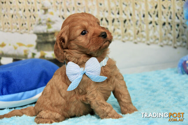 CAVOODLE - LAST SUPER STUNNING RED MALE - GREAT PERSONALITY - PARENTS DNA CLEAR