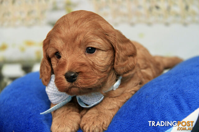 CAVOODLE - LAST SUPER STUNNING RED MALE - GREAT PERSONALITY - PARENTS DNA CLEAR