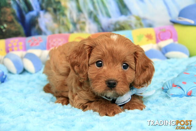 CAVOODLES - 2 X SMALL STUNNING SUPER CUTE MALES - PARENTS DNA CLEAR