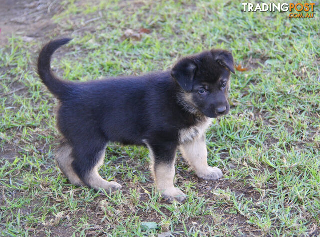 GERMAN SHEPHERD  STRAIGHT BACK STUNNING PUPPIES PARENTS HIP XRAYED