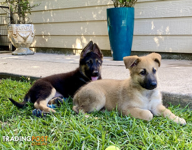 GERMAN-SHEPHERD-STRAIGHT-BACK-SUPER-STUNNING-FEMALE-PUPPIES