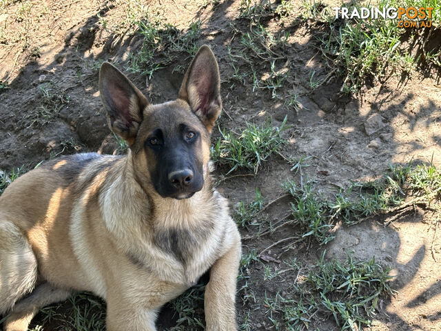 GERMAN SHEPHERD STRAIGHT BACK PUPPIES - M & F- PROFESSIONAL BREEDER