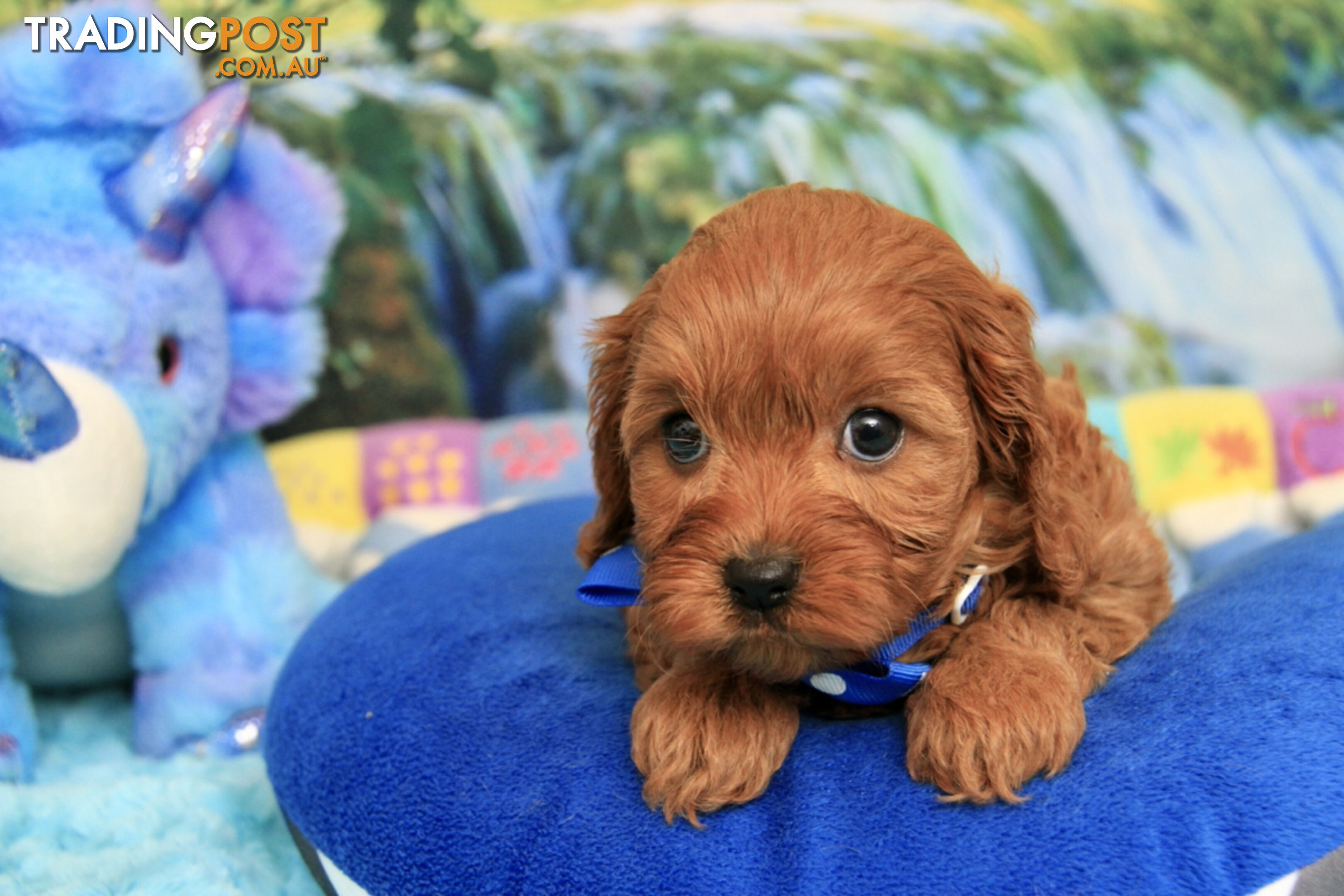CAVOODLES - 2 X OUTSTANDING SMALL RED MALES  - PARENTS DNA CLEAR