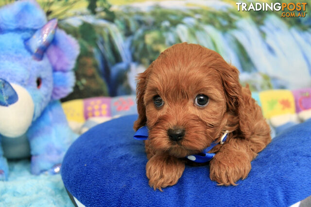 CAVOODLES - 2 X OUTSTANDING SMALL RED MALES  - PARENTS DNA CLEAR