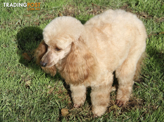 TOY POODLE - VERY PLEASANT YOUNG MAN - APRICOT - DNA CLEAR FOR GENETIC DISEASES