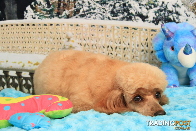 TOY POODLE - VERY PLEASANT YOUNG MAN - APRICOT - DNA CLEAR FOR GENETIC DISEASES