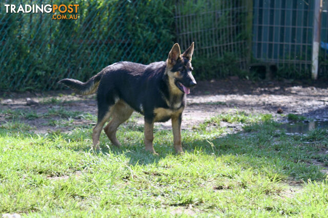 GERMAN SHEPHERD  STRAIGHT BACK SUPER STUNNING PUPPIES