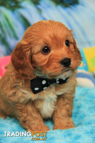 CAVOODLES - GORGEOUS STUNNING MALES - ALL PARENTS ARE DNA CLEAR