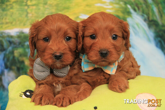 CAVOODLES - 2 X OUTSTANDING RED CURLY COAT MALES - PARENTS 100% DNA CLEAR
