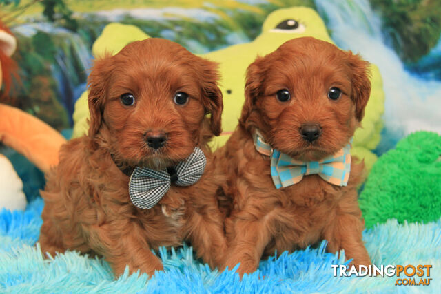 CAVOODLES - 2 X OUTSTANDING RED CURLY COAT MALES - PARENTS 100% DNA CLEAR