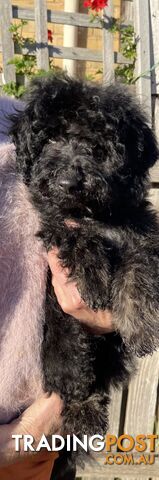 Delightful 6 mth old female toy Cavoodle