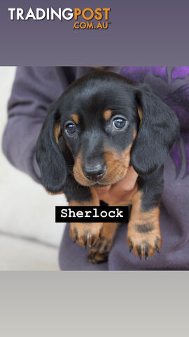 3 adorable Miniature Dachshund puppies