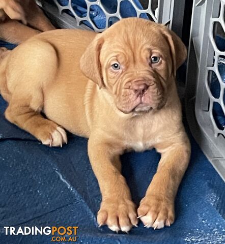 Dogue de Bordeaux