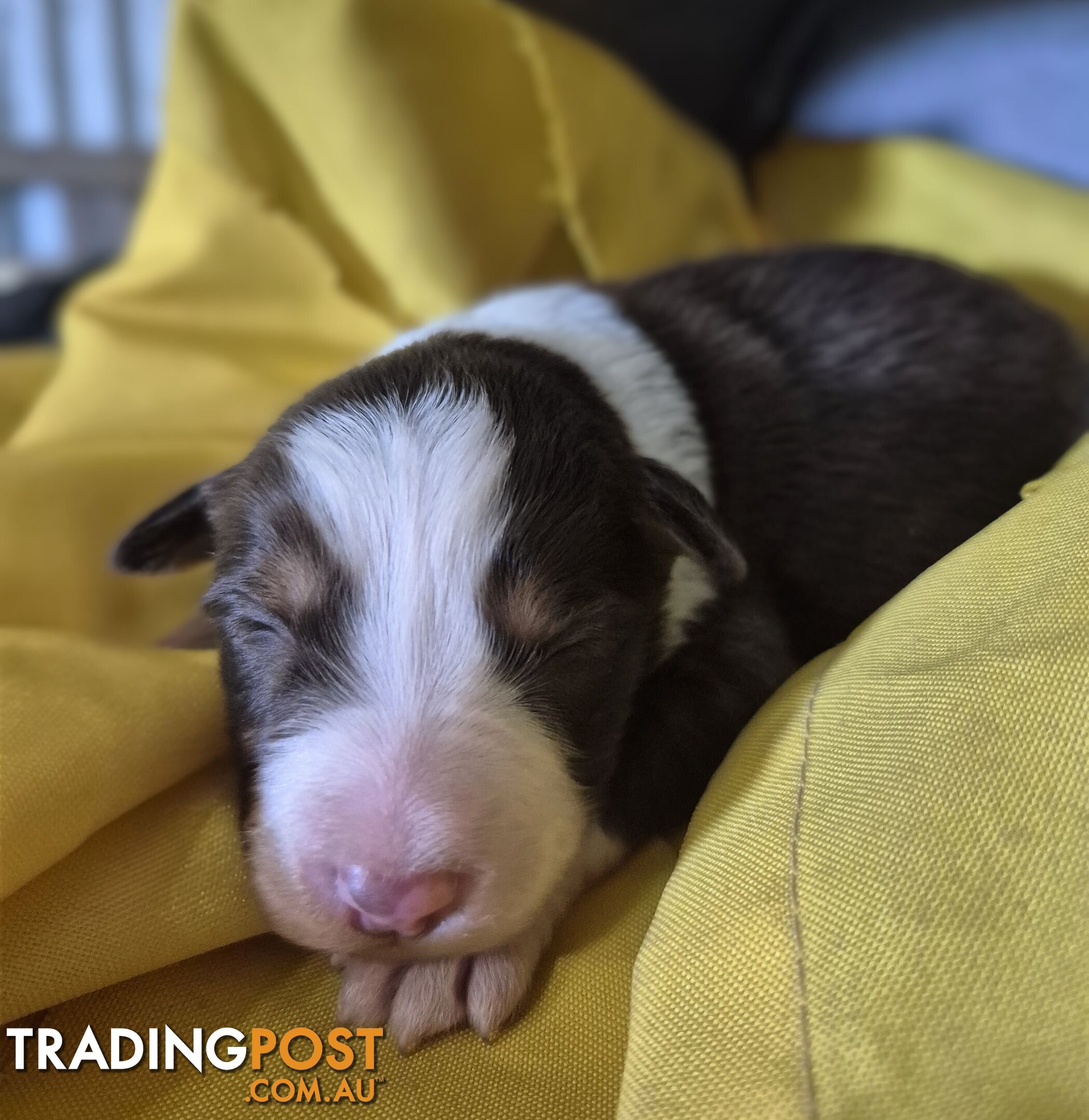 Purebred Border Collie Puppies