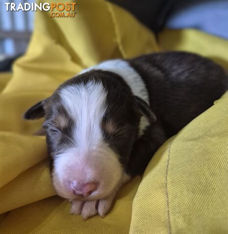 Purebred Border Collie Puppies