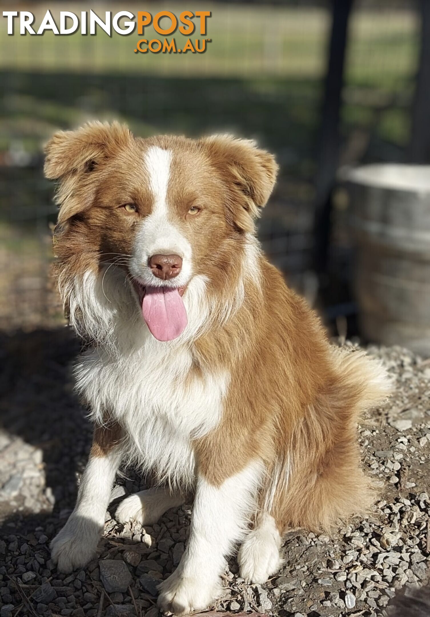 Purebred Border Collie Puppies