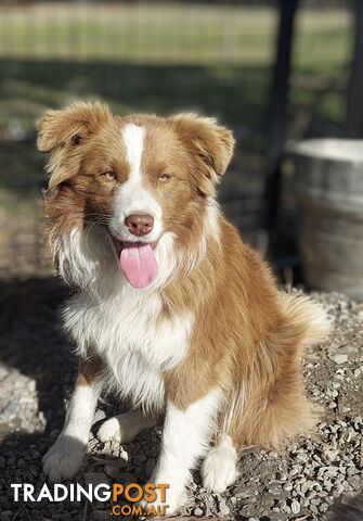 Purebred Border Collie Puppies