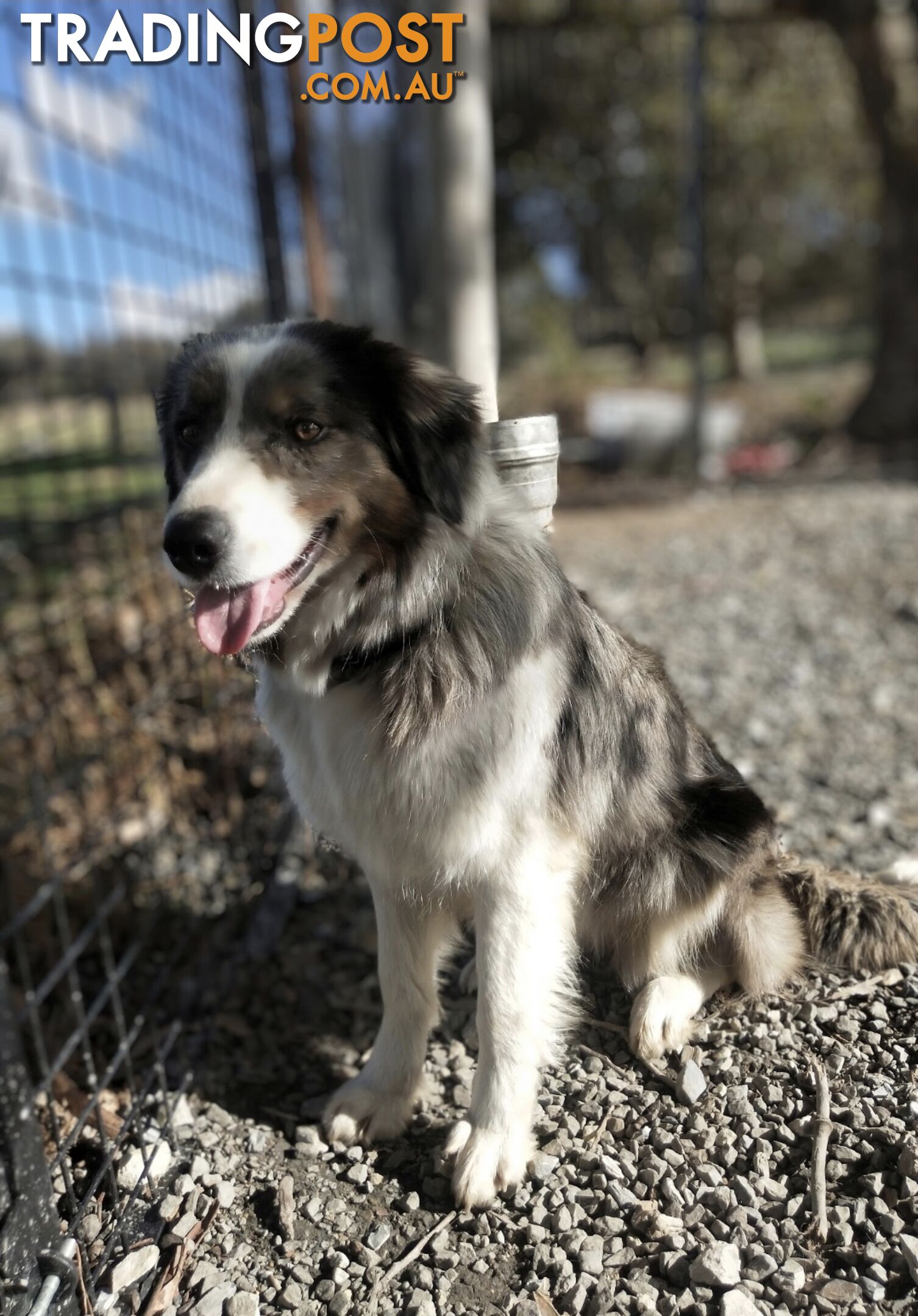 Purebred Border Collie Puppies