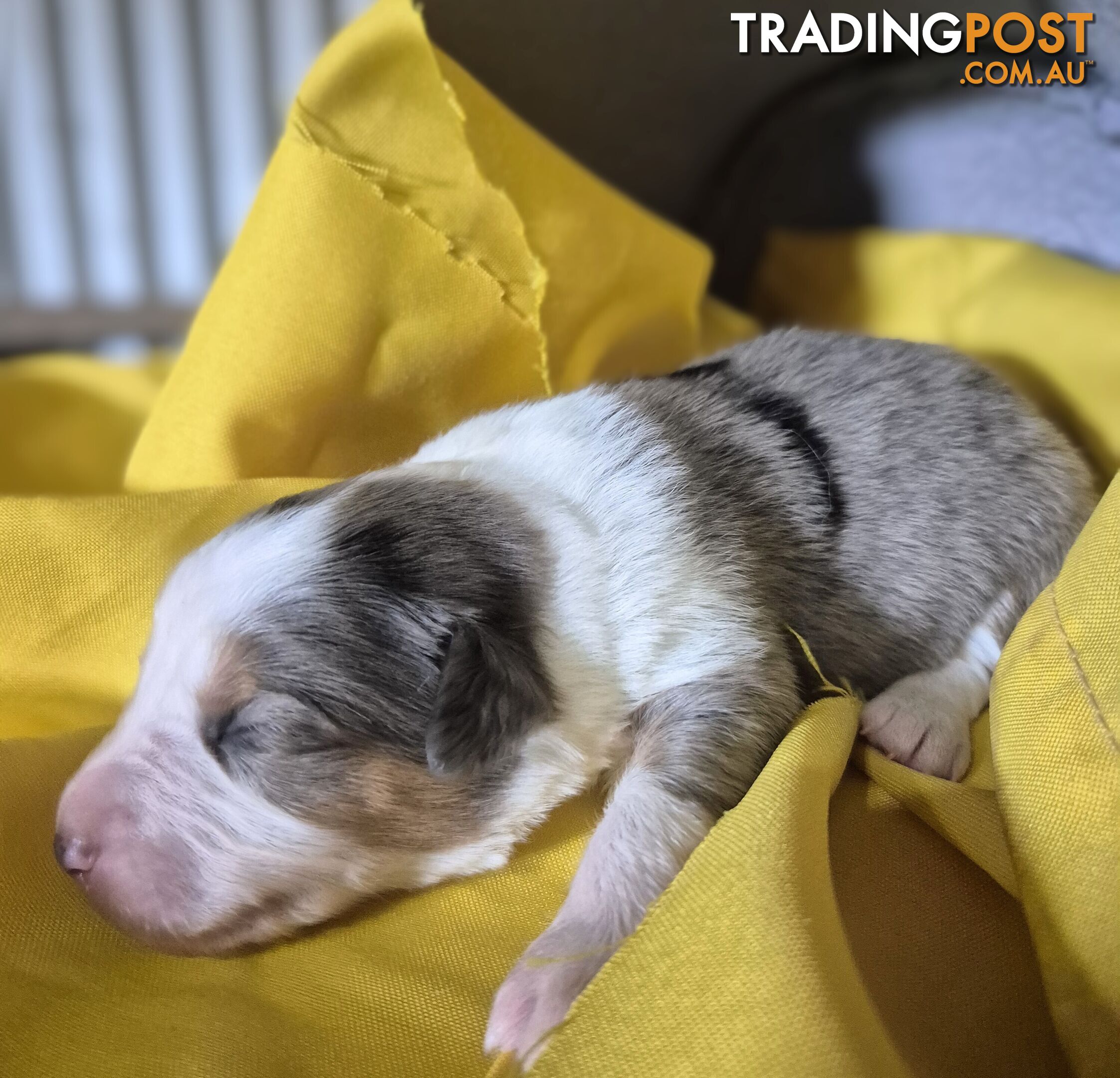 Purebred Border Collie Puppies