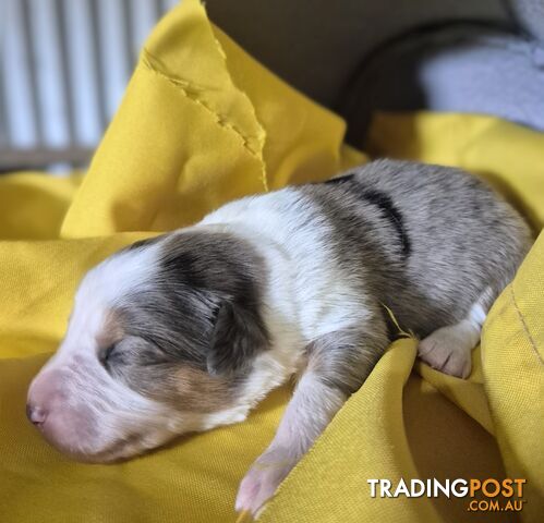 Purebred Border Collie Puppies