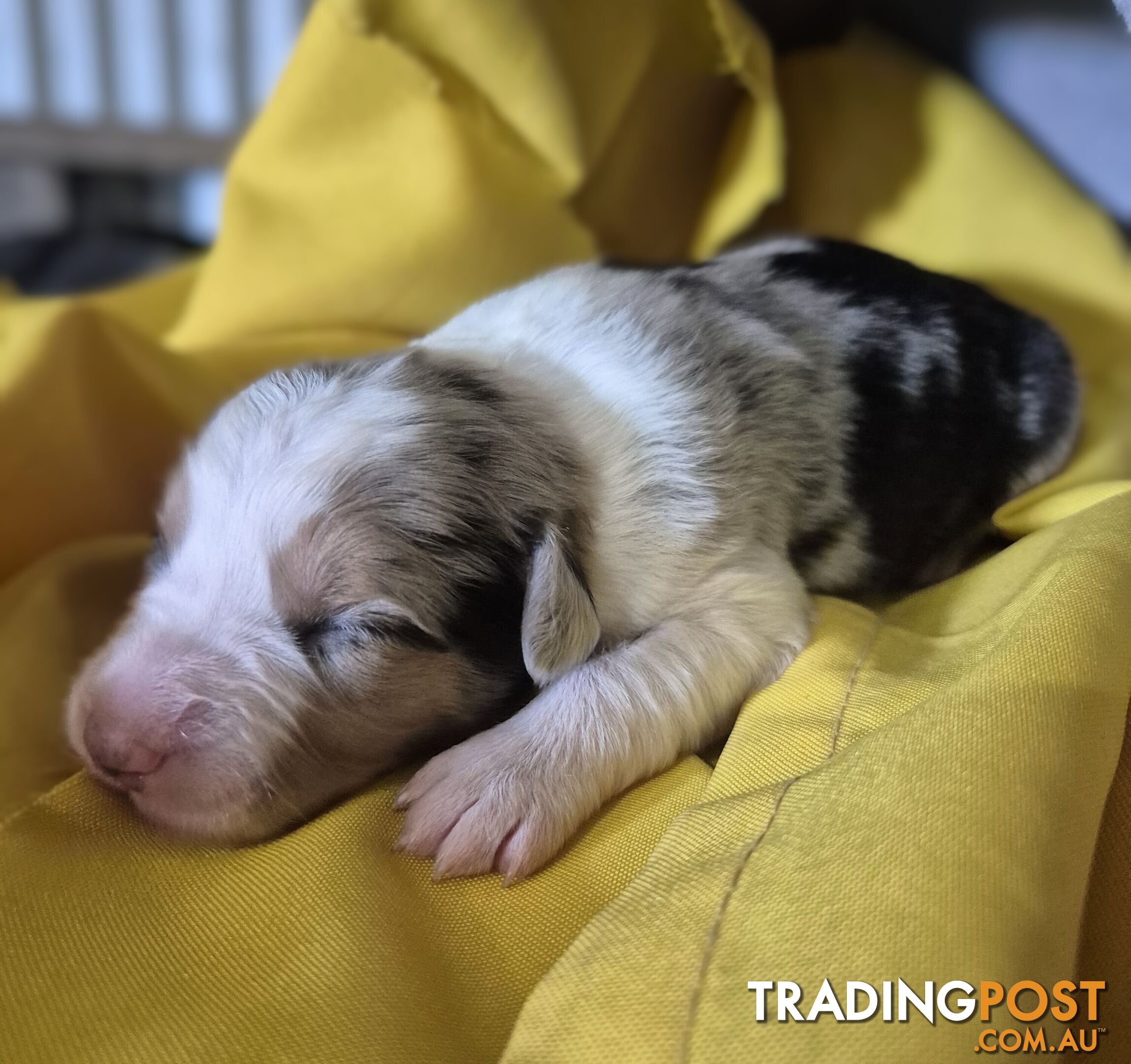 Purebred Border Collie Puppies