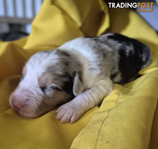 Purebred Border Collie Puppies