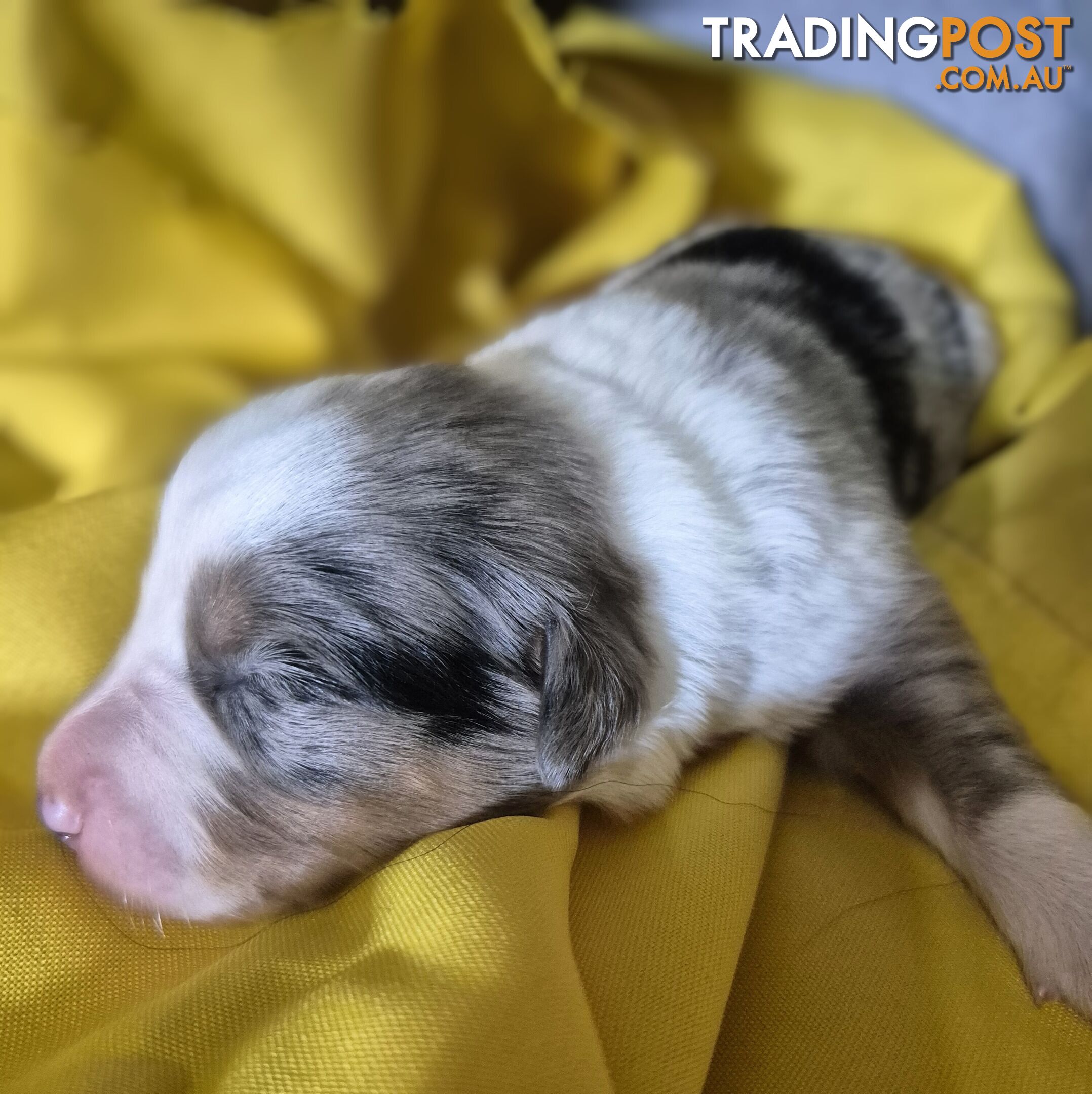 Purebred Border Collie Puppies