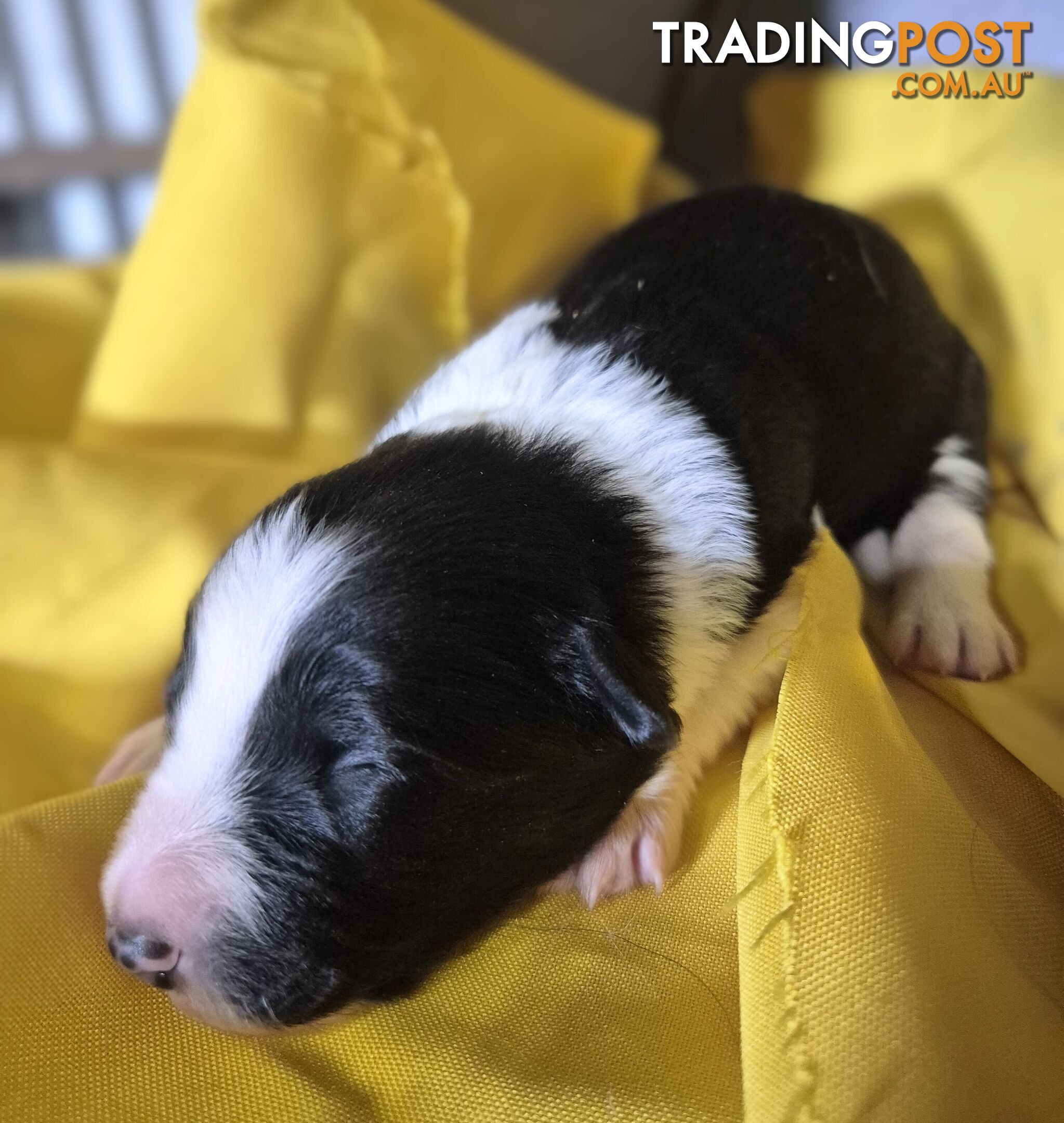 Purebred Border Collie Puppies