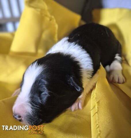 Purebred Border Collie Puppies