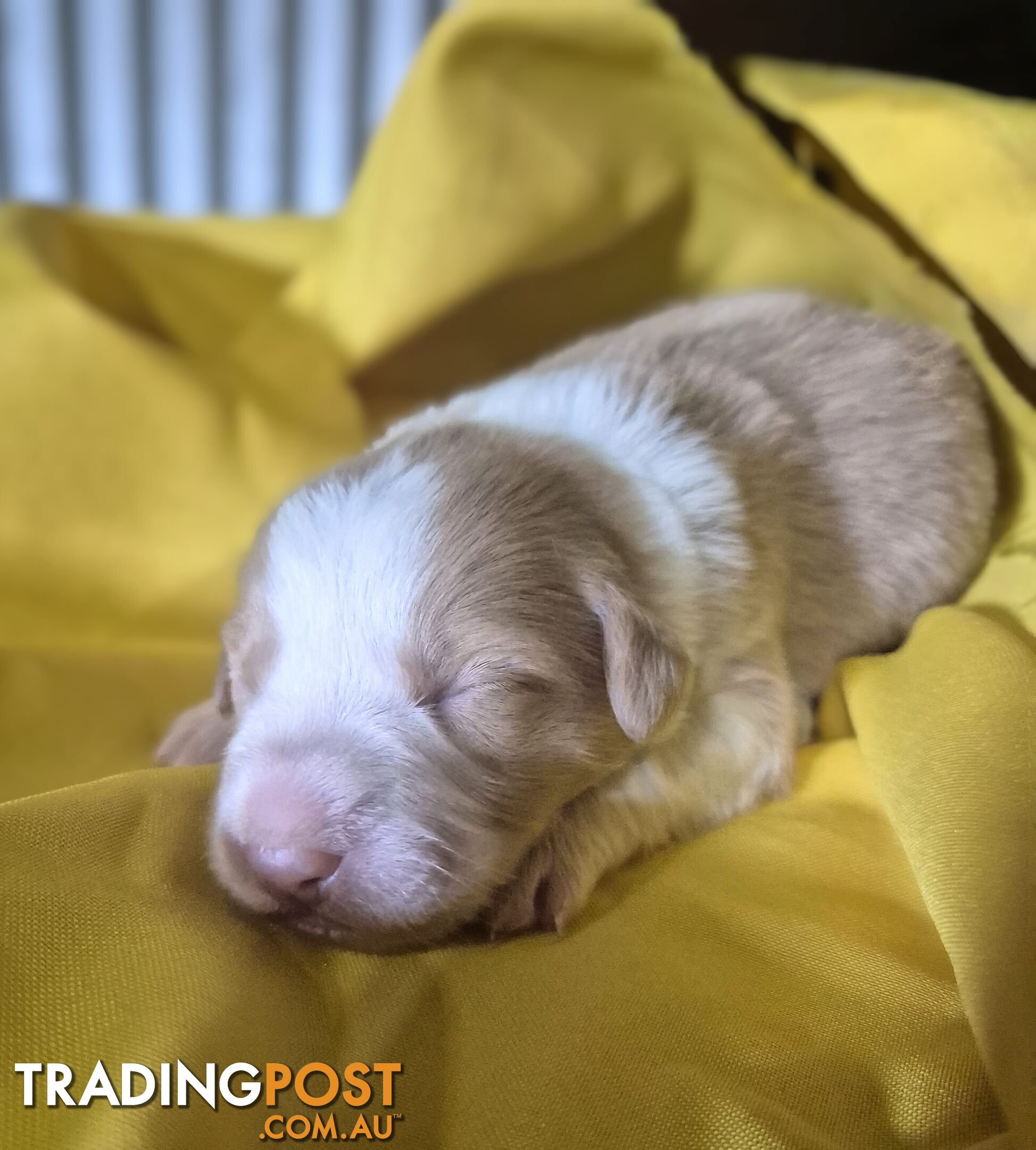 Purebred Border Collie Puppies