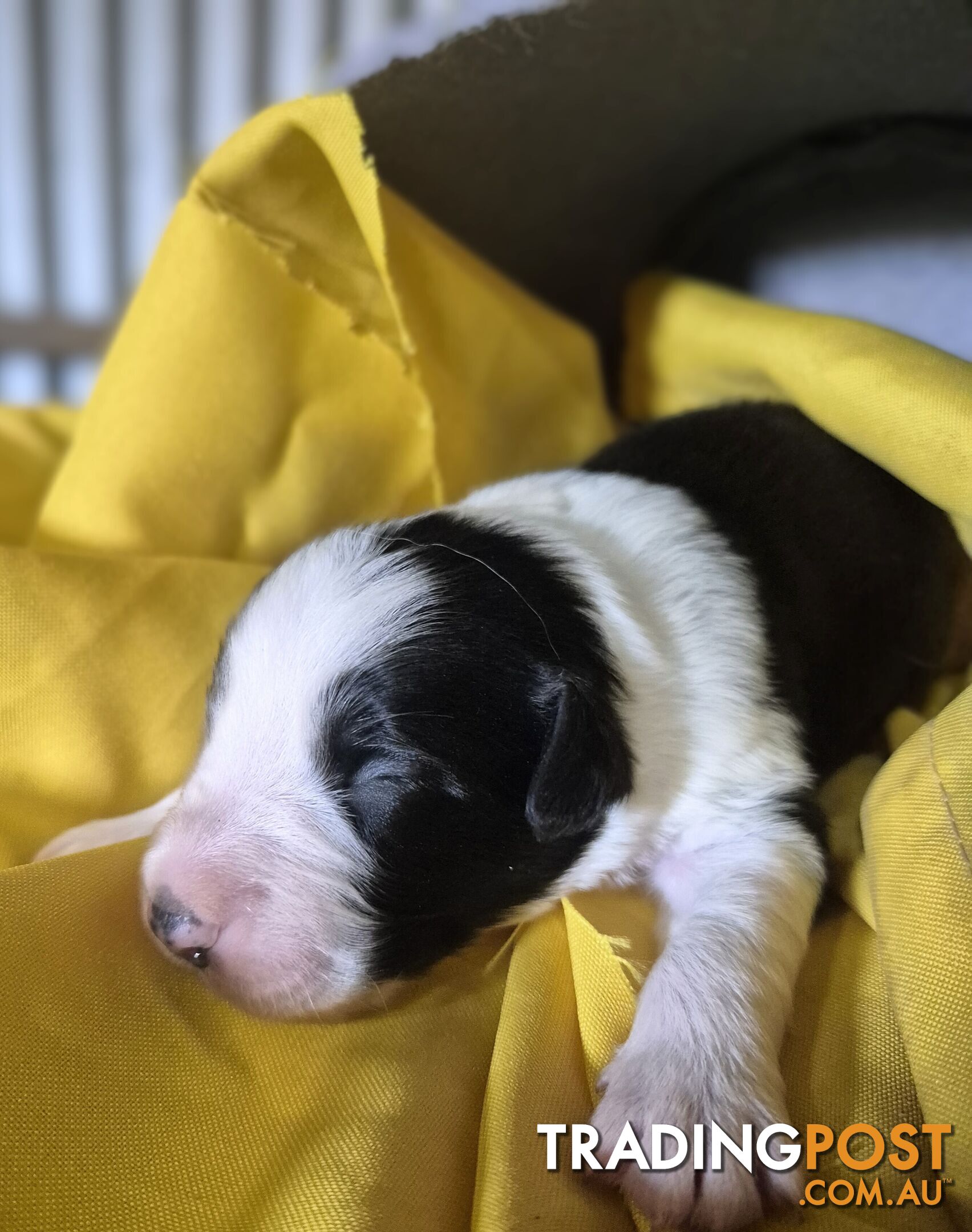 Purebred Border Collie Puppies