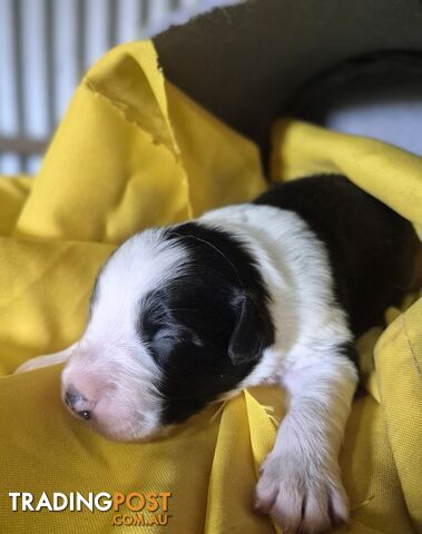 Purebred Border Collie Puppies