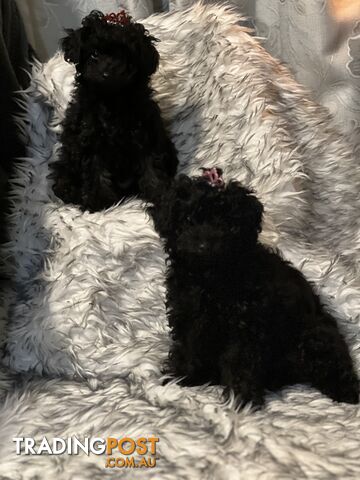 Two Beautful Toy Poodle Girls