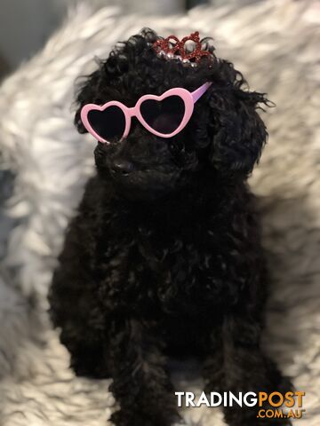 Two Beautful Toy Poodle Girls