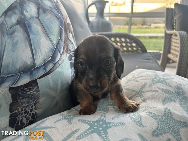 Miniature pure breed long hair daschaund puppies.