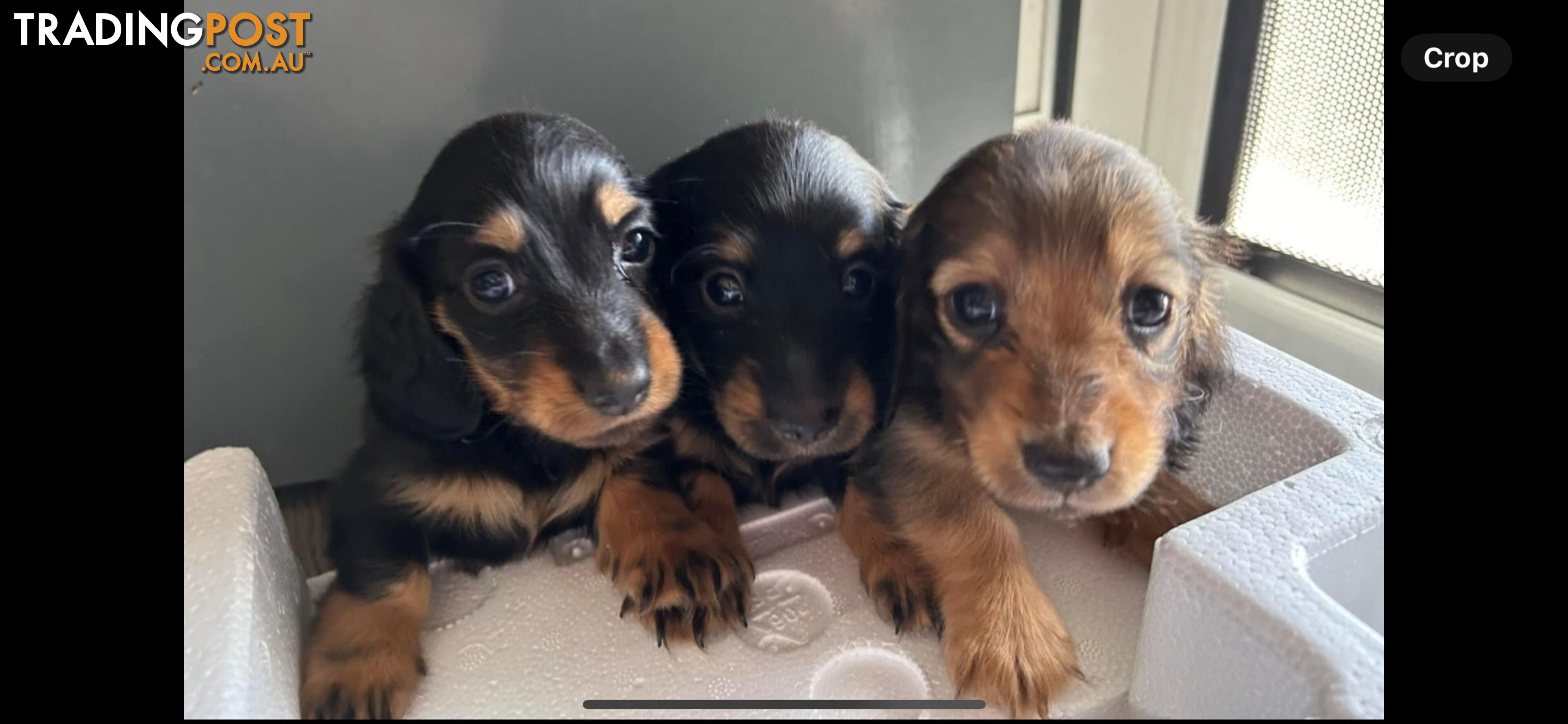 Miniature pure breed long hair daschaund puppies.