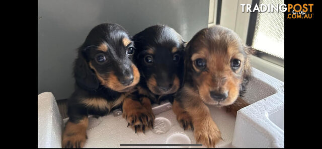 Miniature pure breed long hair daschaund puppies.