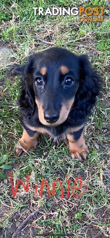 Miniature pure breed long hair daschaund puppies.