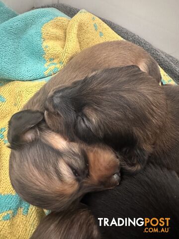 Miniature pure breed long hair daschaund puppies.