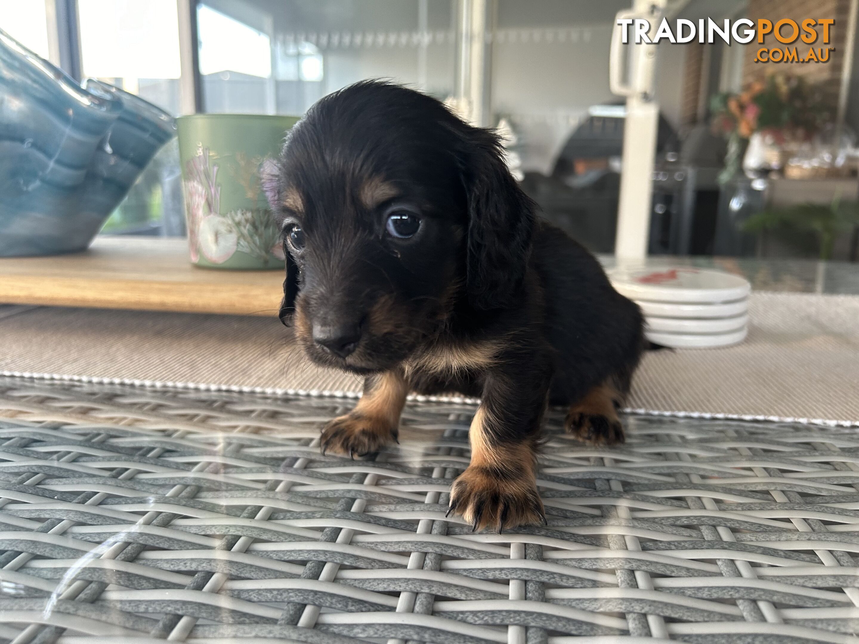 Miniature pure breed long hair daschaund puppies.