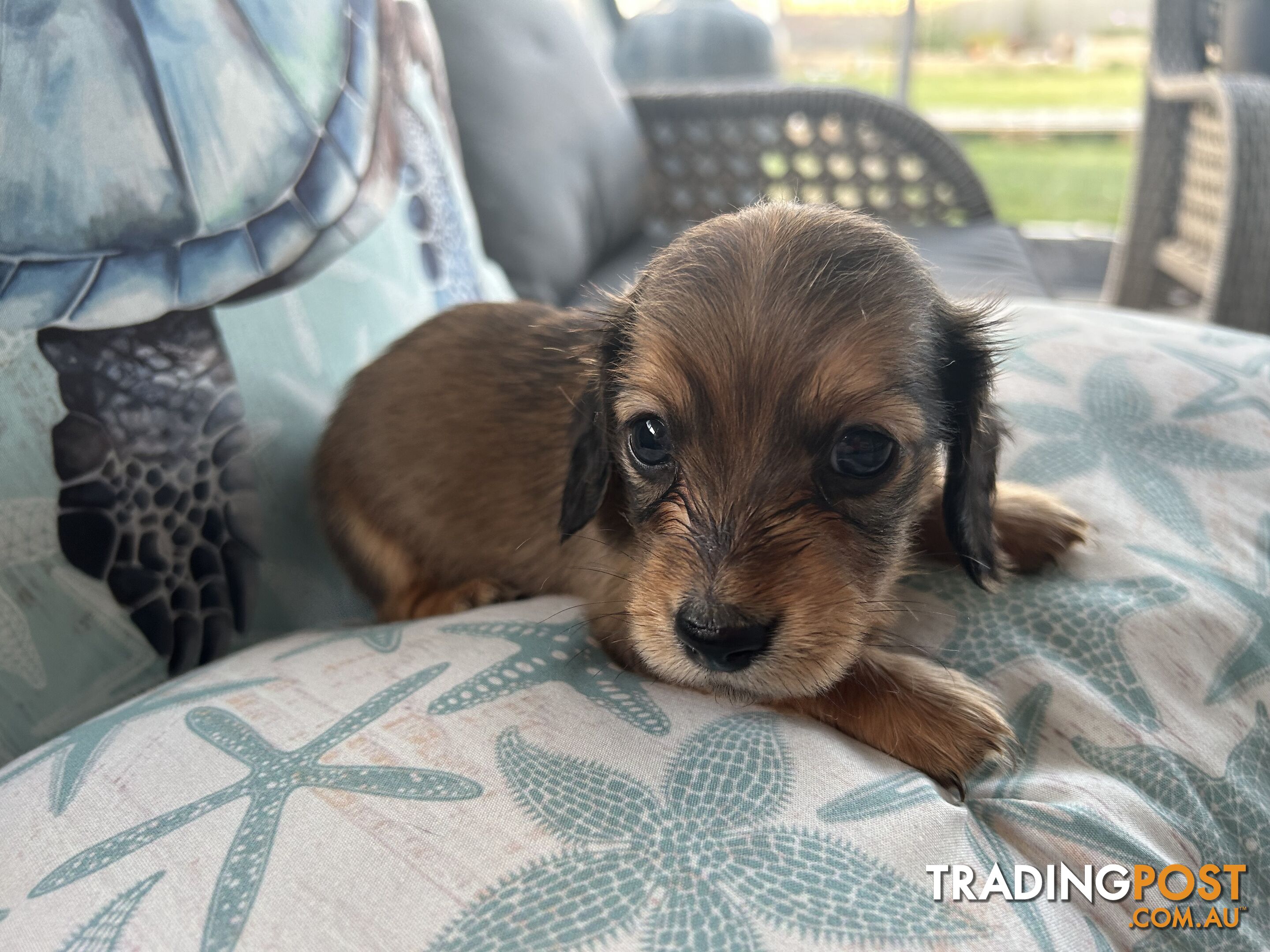 Miniature pure breed long hair daschaund puppies.