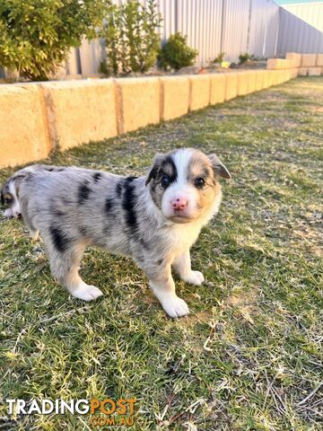 Border Collie Puppies