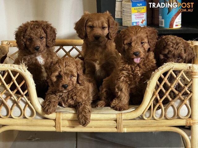 Gorgeous cavoodle puppies for sale