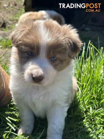 Stunning pedigree border collies