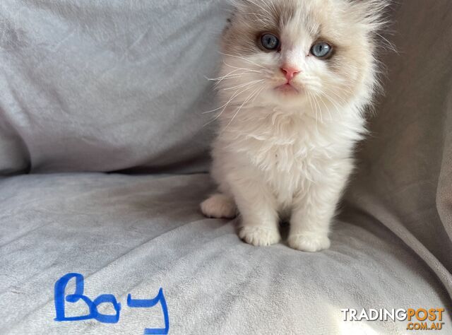 Purebred Ragdoll Kittens