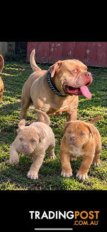 American bullies