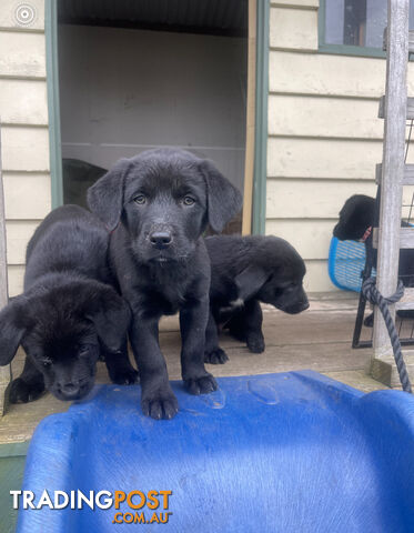 Golden retriever x collie puppies!!