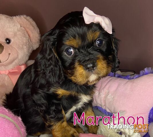 Cavalier King Charles Spaniel Puppies