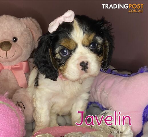 Cavalier King Charles Spaniel Puppies