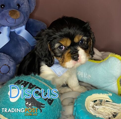 Cavalier King Charles Spaniel Puppies